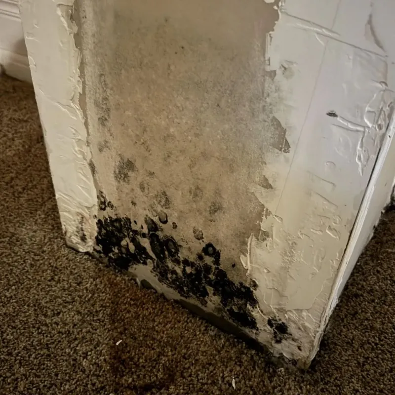 Professional Mold Removal in Philippi, WV